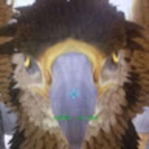 Meet your Posher, Peril